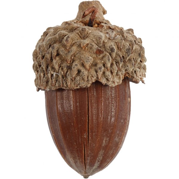 Eicheln - 12er-Pack Eicheln - 12er-Pack