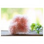 Dahlien - 6er-Pack - Pastellrosa Dahlien - 6er-Pack - Pastellrosa
