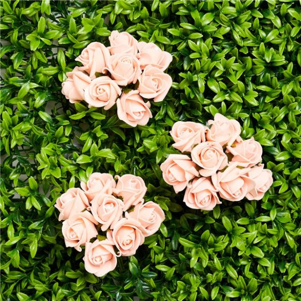 Rosen - Klein - Aprikose - 8er-Pack Rosen - Klein - Aprikose - 8er-Pack