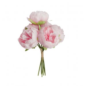 Pfingstrosen - 6er-Pack - Rosa