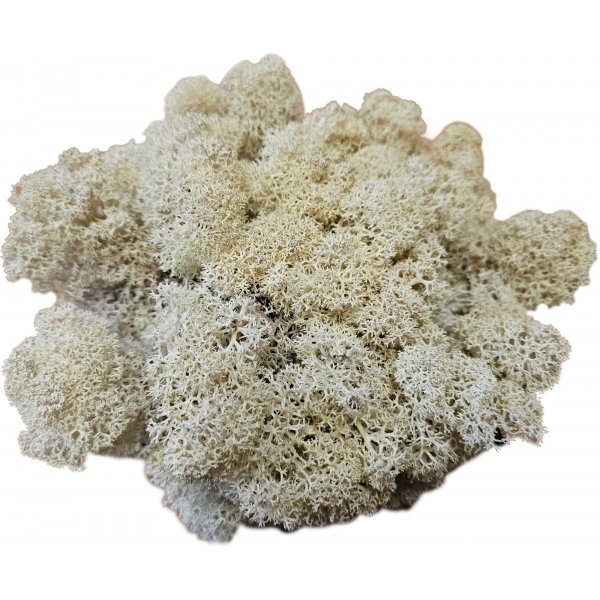 Weißes Moos - Dekoration - Großer Beutel - 100 g Weißes Moos - Dekoration - Großer Beutel - 100 g
