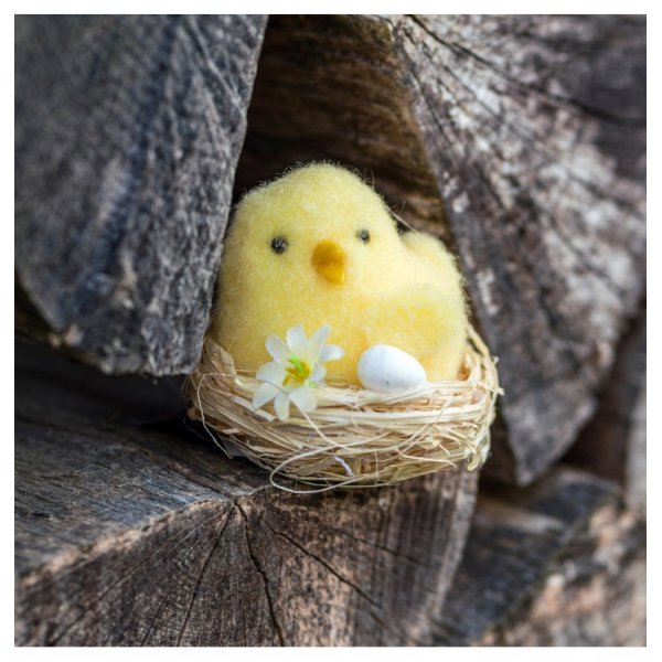 Kleine Küken im Nest - 3er-Pack Kleine Küken im Nest - 3er-Pack