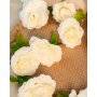 Blumengirlande - Rosen - Weiß - 2,2 m Blumengirlande - Rosen - Weiß - 2,2 m