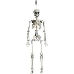 Skelett - 40 cm Skelett - 40 cm