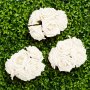 Rosen - Groß - Cremeweiß - 5er-Pack Rosen - Groß - Cremeweiß - 5er-Pack