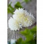 Dahlien - 6er-Pack - Weiß Dahlien - 6er-Pack - Weiß