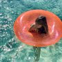 Schwimmring - Sunnylife - Neon Coral Schwimmring - Sunnylife - Neon Coral