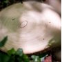 Holzbrett - 25 cm - Tischdekoration Holzbrett - 25 cm - Tischdekoration