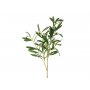 Olivenzweig - 91 cm Olivenzweig - 91 cm