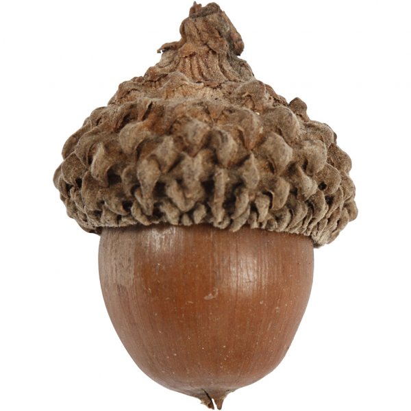 Eicheln - 12er-Pack Eicheln - 12er-Pack